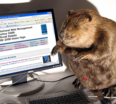 Beaver with a computer